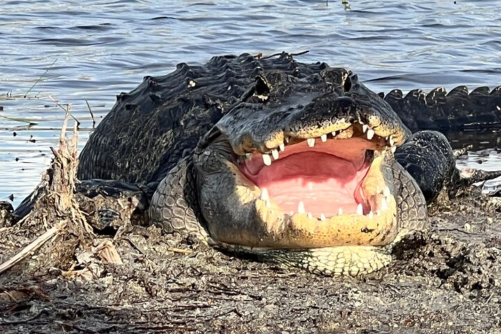 2.0 HR Private Guided Airboat Tour in Everglades, Fort Lauderdale - Photo 1 of 5